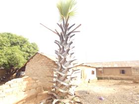 Acienttree