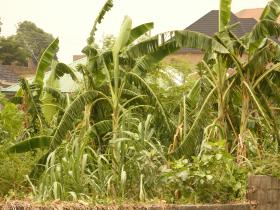 Banana_Plantation