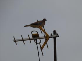 Bird_on_an_aerial