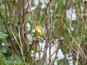 Bird_on_dry_tree