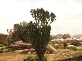 Cactus
