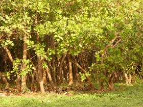 Cashew_Plantation