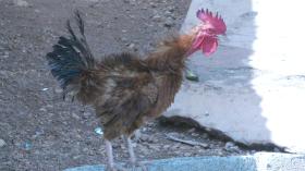 Chiken