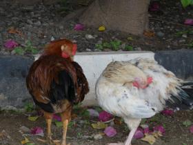 Cock_and_hen