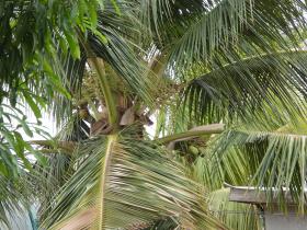 Coconut_tree