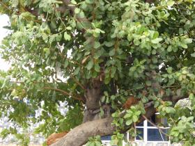 Dogs_on_a_tree