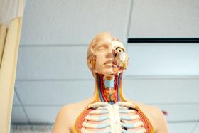 Endocrine