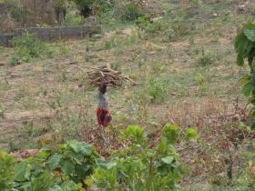 Fetching_wood