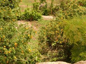 flouring_garden