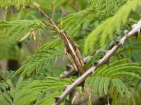 Grasshopper