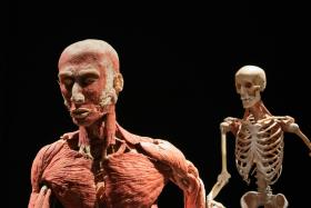 Muscular part of our body