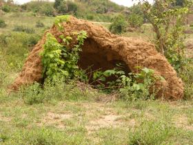 Nest_termite