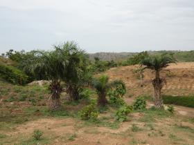 Palm_trees