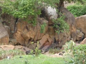 PLant_in_between_rock