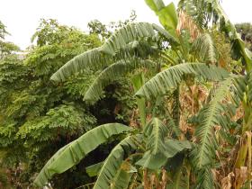 Plantation