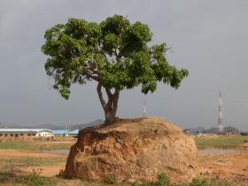 Suspended_tree