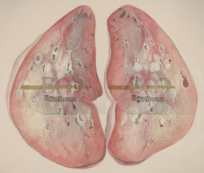 Respiratory System