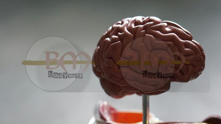 Brain