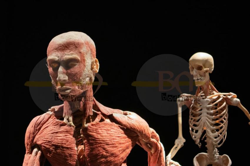 Muscular part of our body
