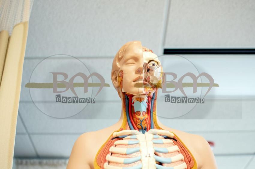 Endocrine