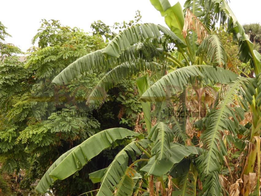 Plantation