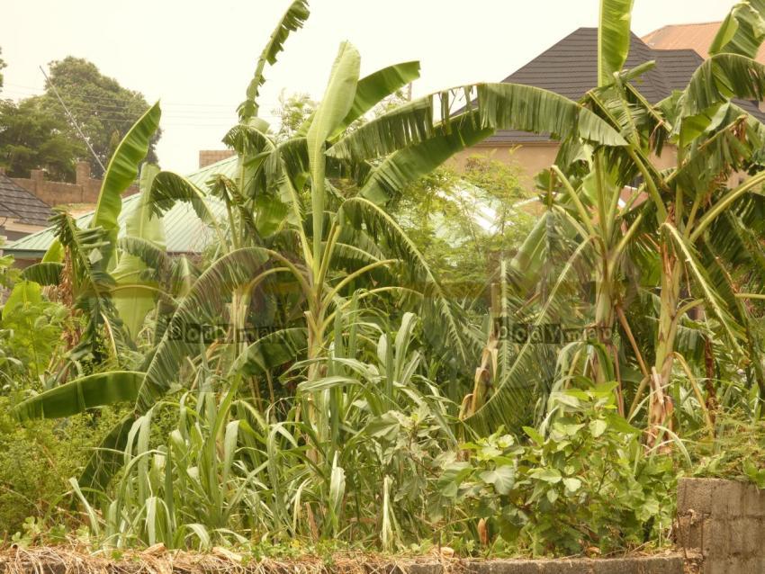 Banana_Plantation
