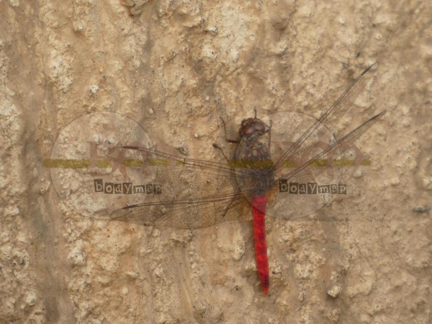 Dragonfly