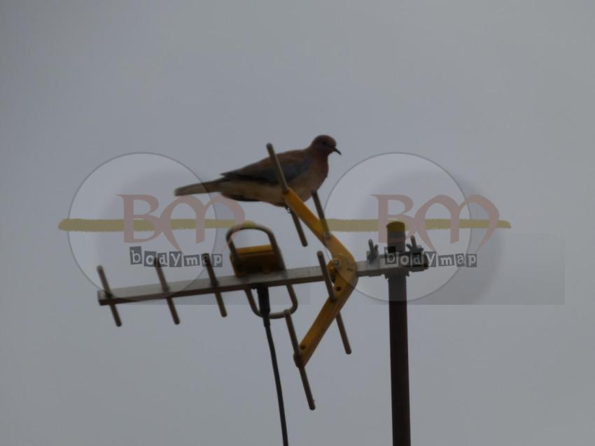 Bird_on_an_aerial