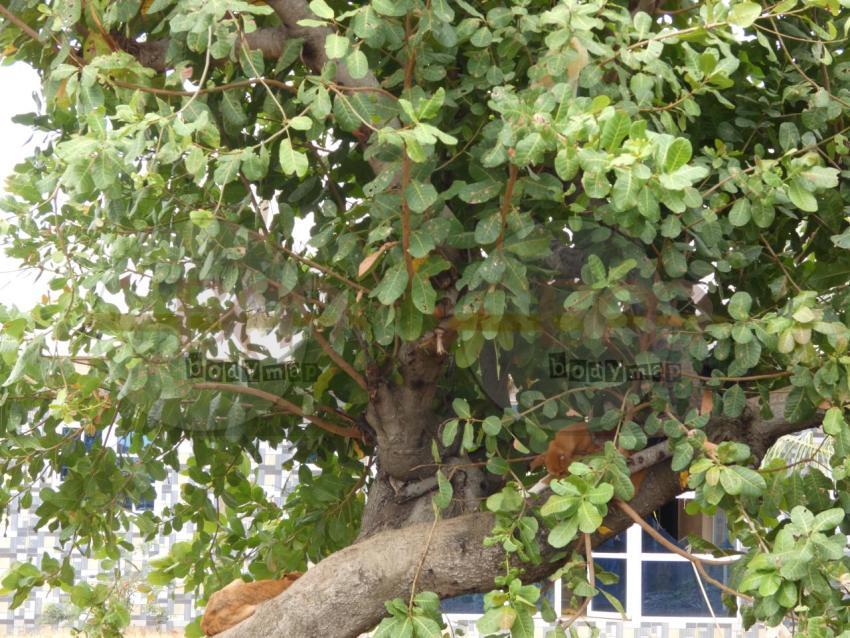 Dogs_on_a_tree