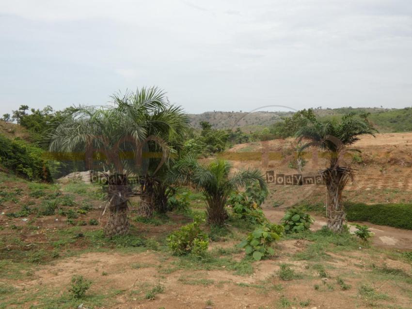 Palm_trees